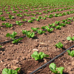 Nalwort cinta de goteo instalada a lo largo de hileras de cultivo en huerto