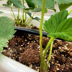 Nalwort detalle de la textura y grosor 16 mil para mayor durabilidad