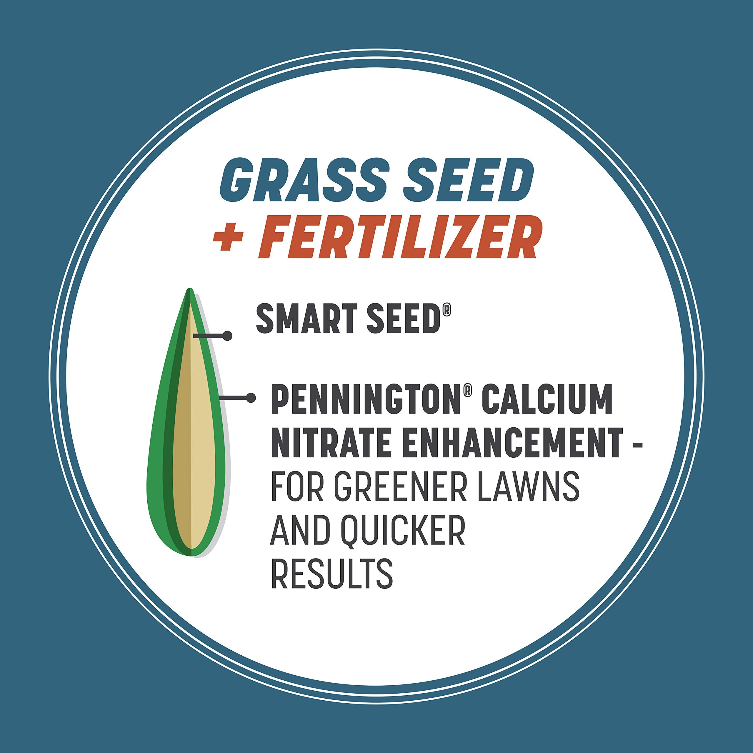 Pennington césped germinando tras sobresembrar, crecimiento rápido