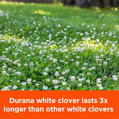 Pennington flores de Durana en plena floración atrayendo polinizadores y aumentando fauna