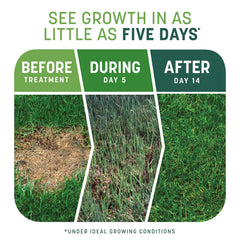Pennington semillas de tall fescue y ryegrass que germinan rápido