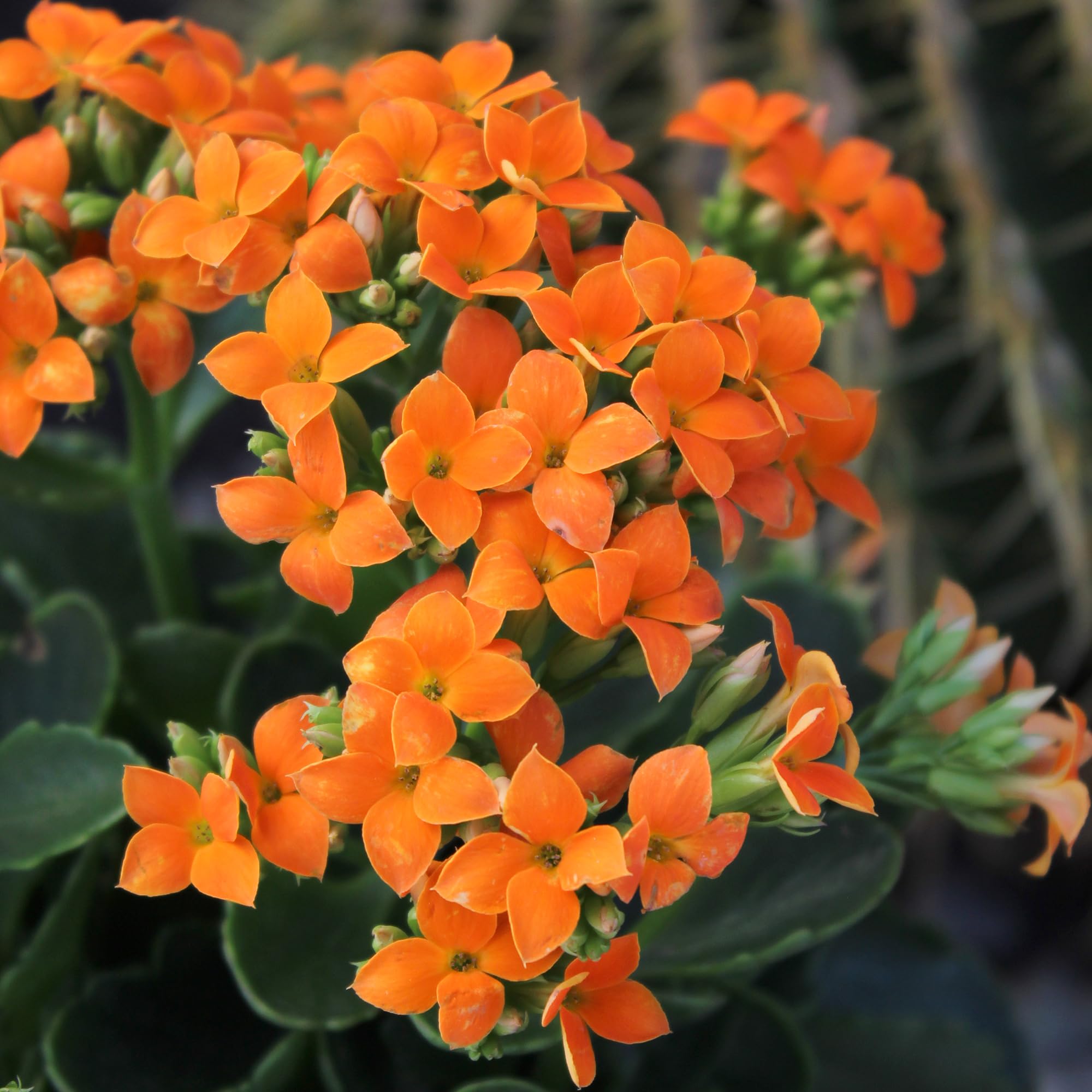 Plants for Pets detalle de flores naranjas de Kalanchoe mostrando color duradero