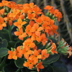 Plants for Pets detalle de flores naranjas de Kalanchoe mostrando color duradero