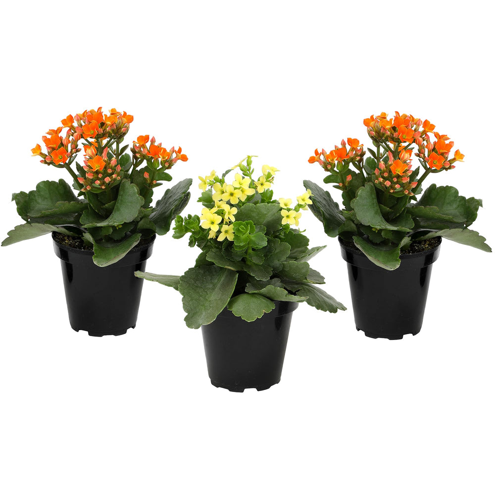 Plants for Pets plante frontal tres Kalanchoe en macetas, color vibrante y fácil decoración