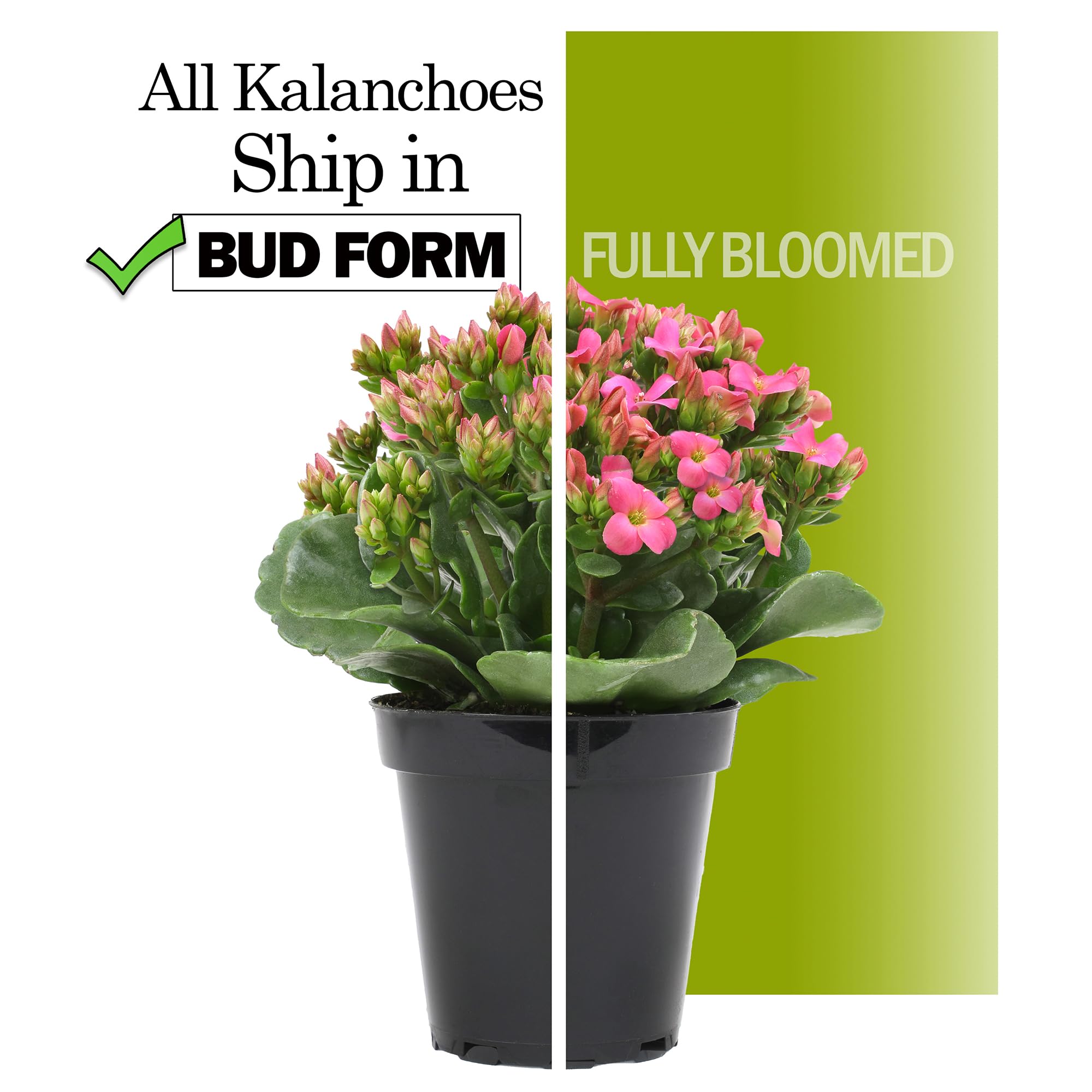 Plants for Pets Kalanchoe en escritorio de oficina aportando color y bajo mantenimiento