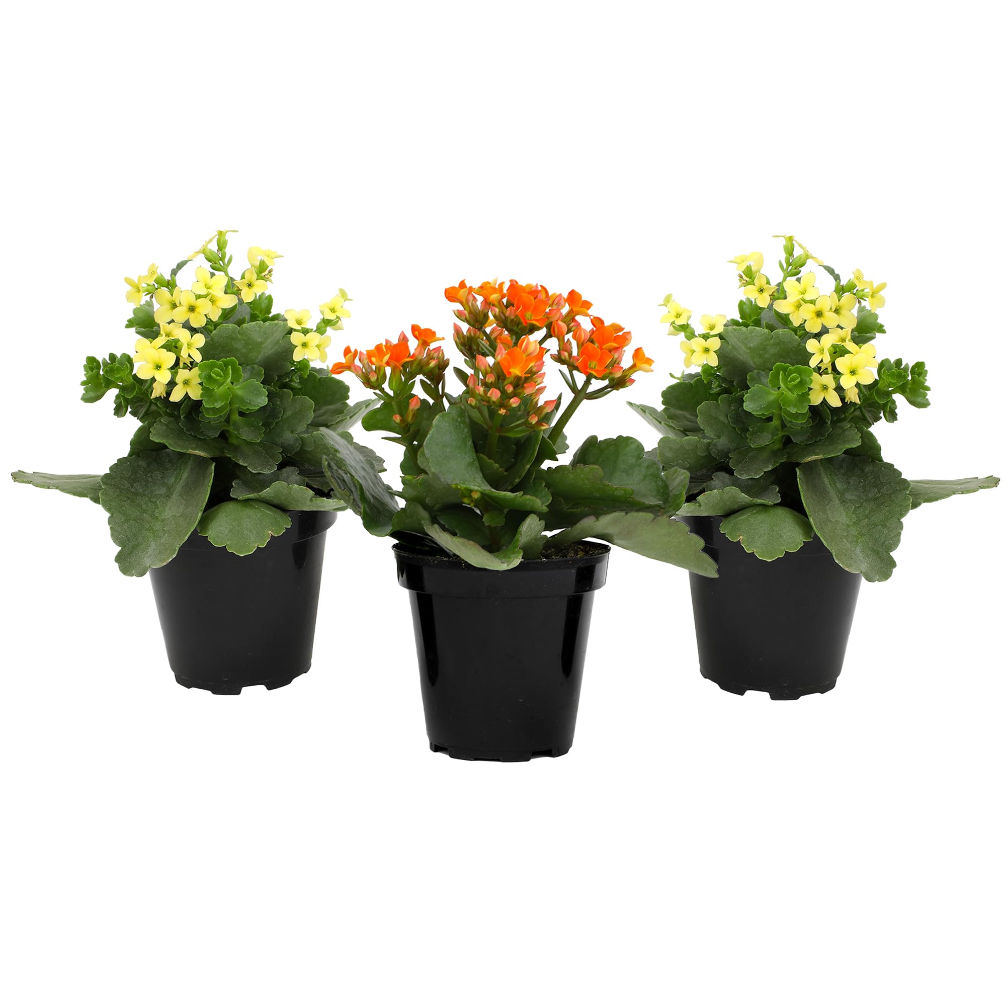 Plants for Pets conjunto de Kalanchoe con flores rojas, amarillas y naranjas variadas