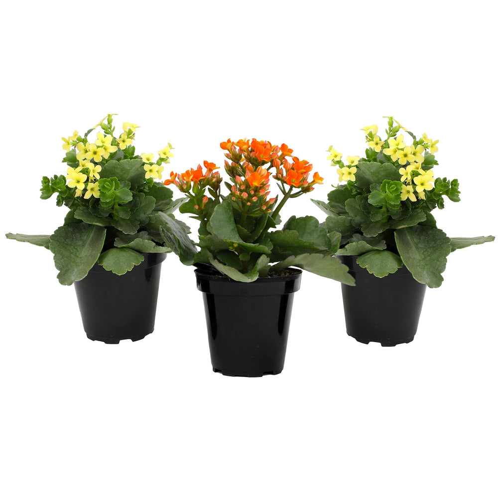 Plants for Pets conjunto de Kalanchoe con flores rojas, amarillas y naranjas variadas