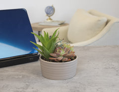 Plants for Pets maceta en salón moderno que aporta color y ambiente relajante