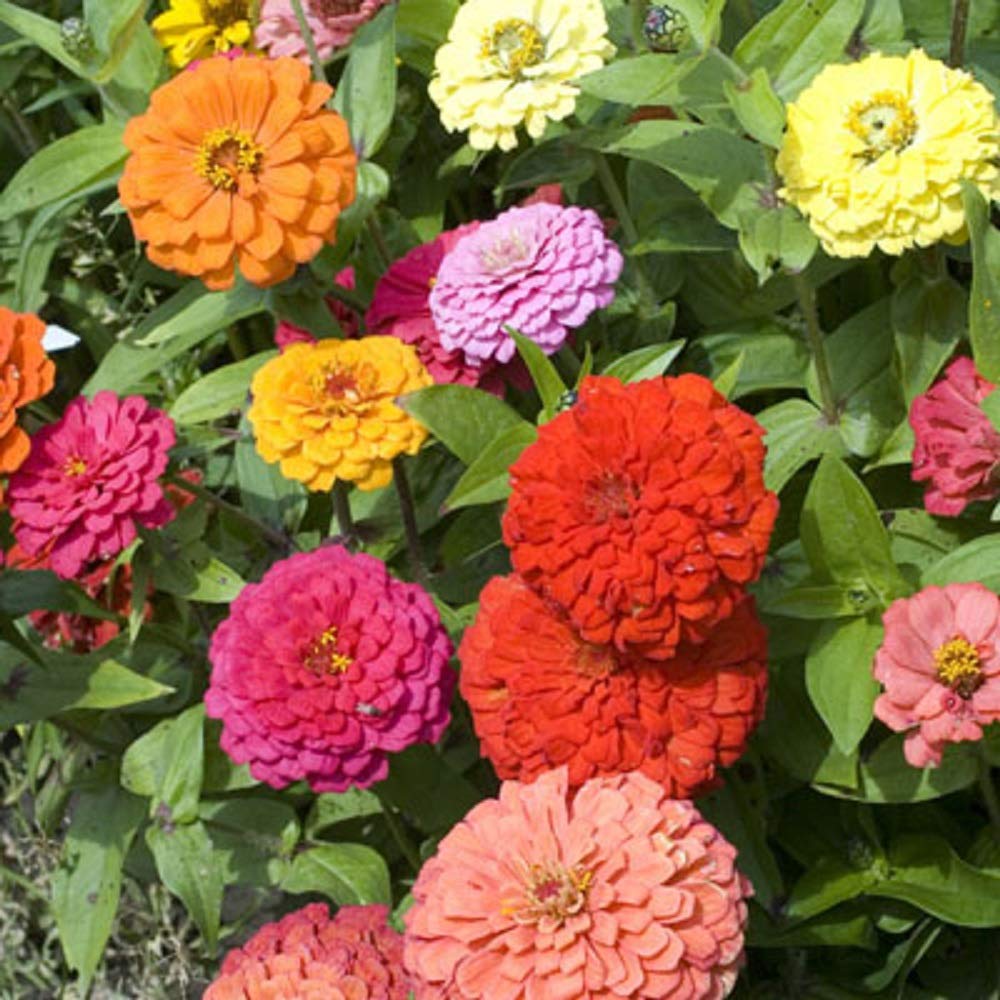Seeds2Go detalle flor doble grande mostrando color y textura