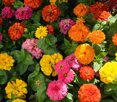 Seeds2Go plantas en macizo alto aportando color y altura