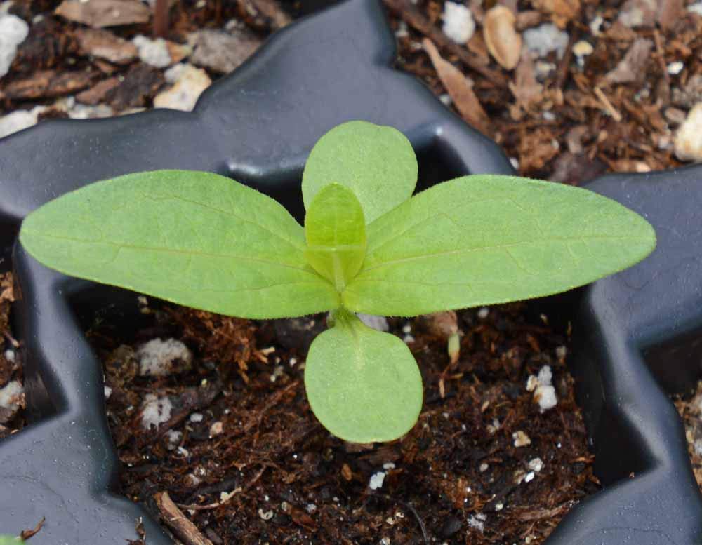 Seeds2Go semillas en mano para comparar tamaño y cantidad
