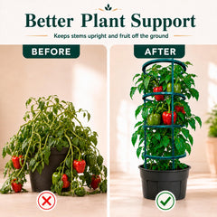 SunVara jaula usada en cama elevada para organizar plantas de tomate