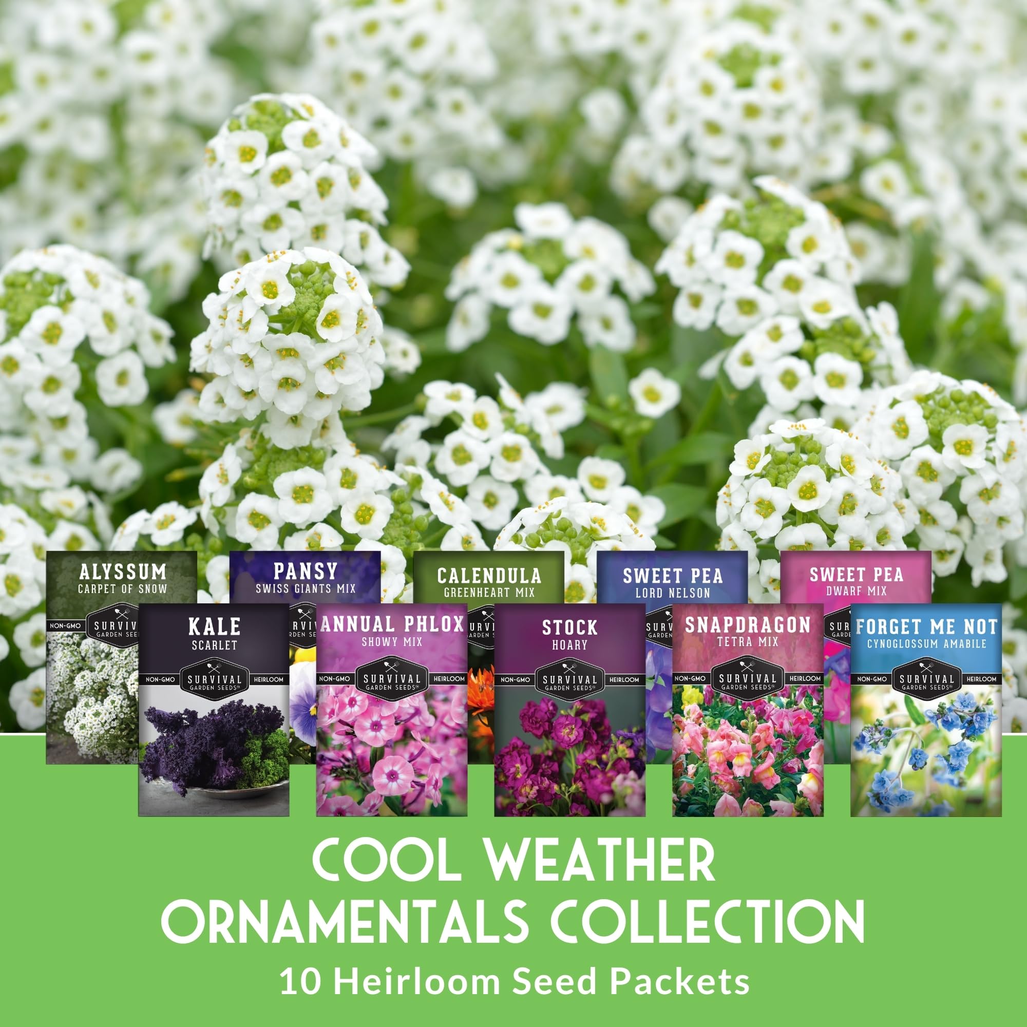 Survival Garden Seeds alyssum Carpet of Snow cubriendo suelo con fragancia