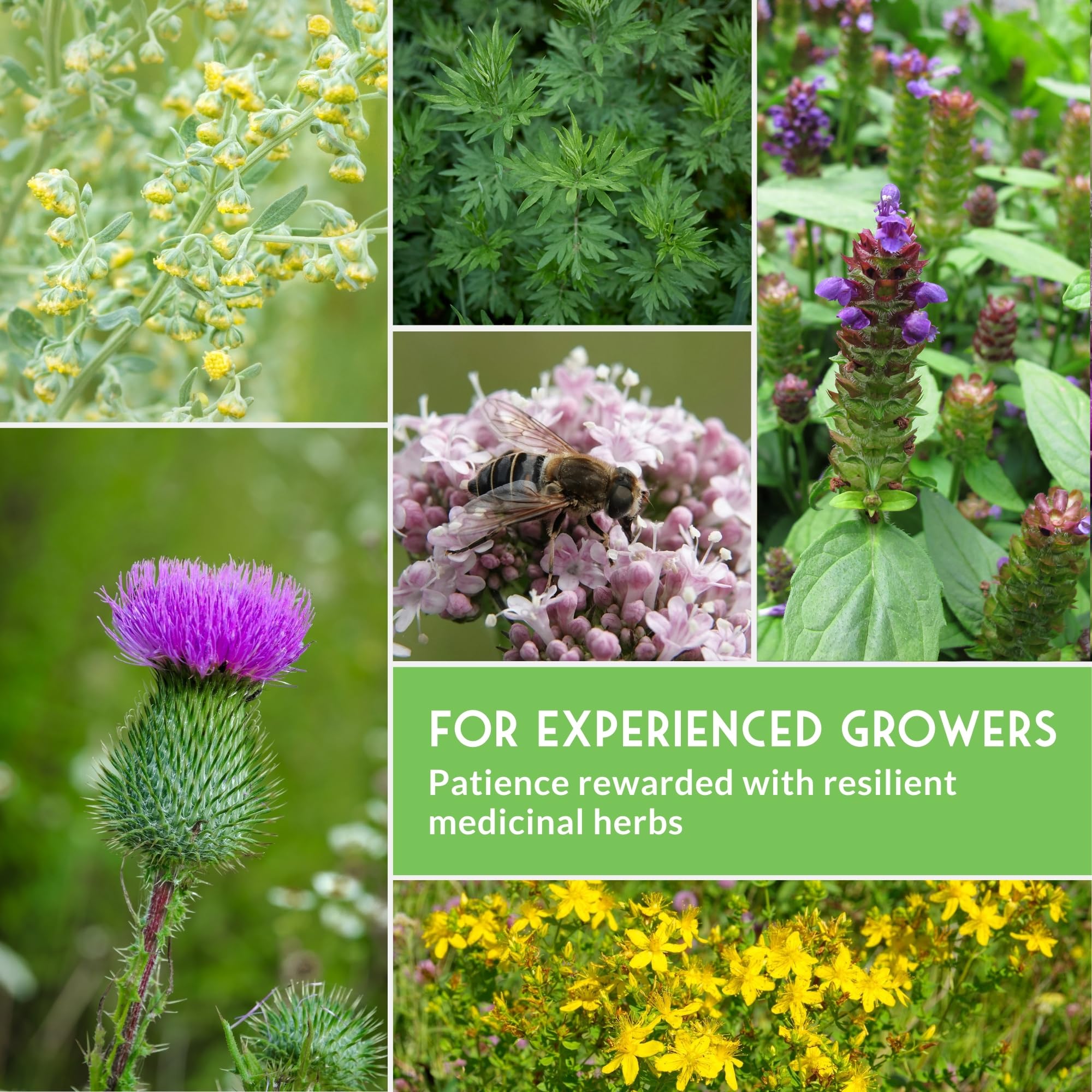 SURVIVAL GARDEN SEEDS ocho macetas con cada especie para referencia de cultivo