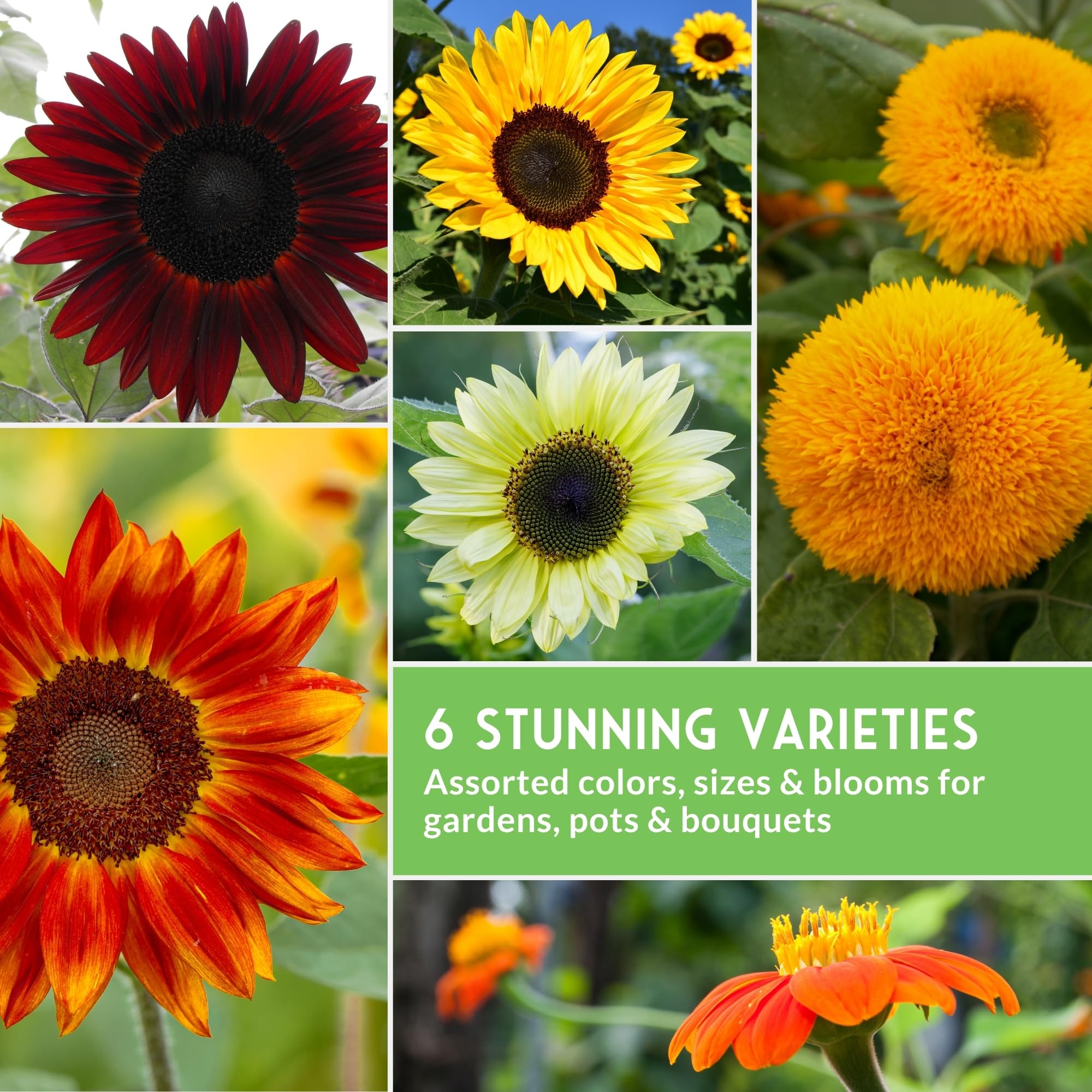 SURVIVAL GARDEN SEEDS hilera de girasoles altos, útil como pantalla natural