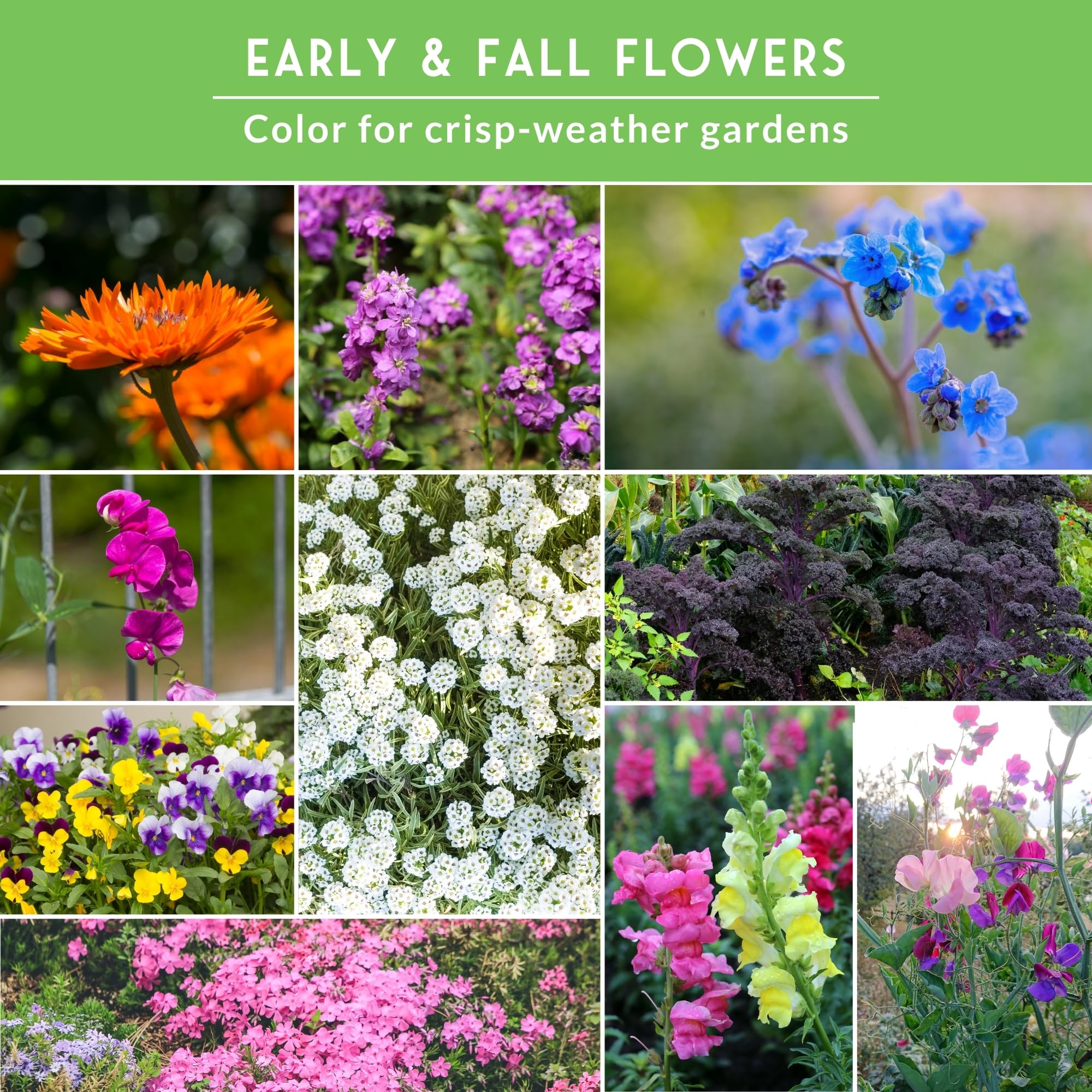 Survival Garden Seeds kale ornamental mostrando textura y color duradero