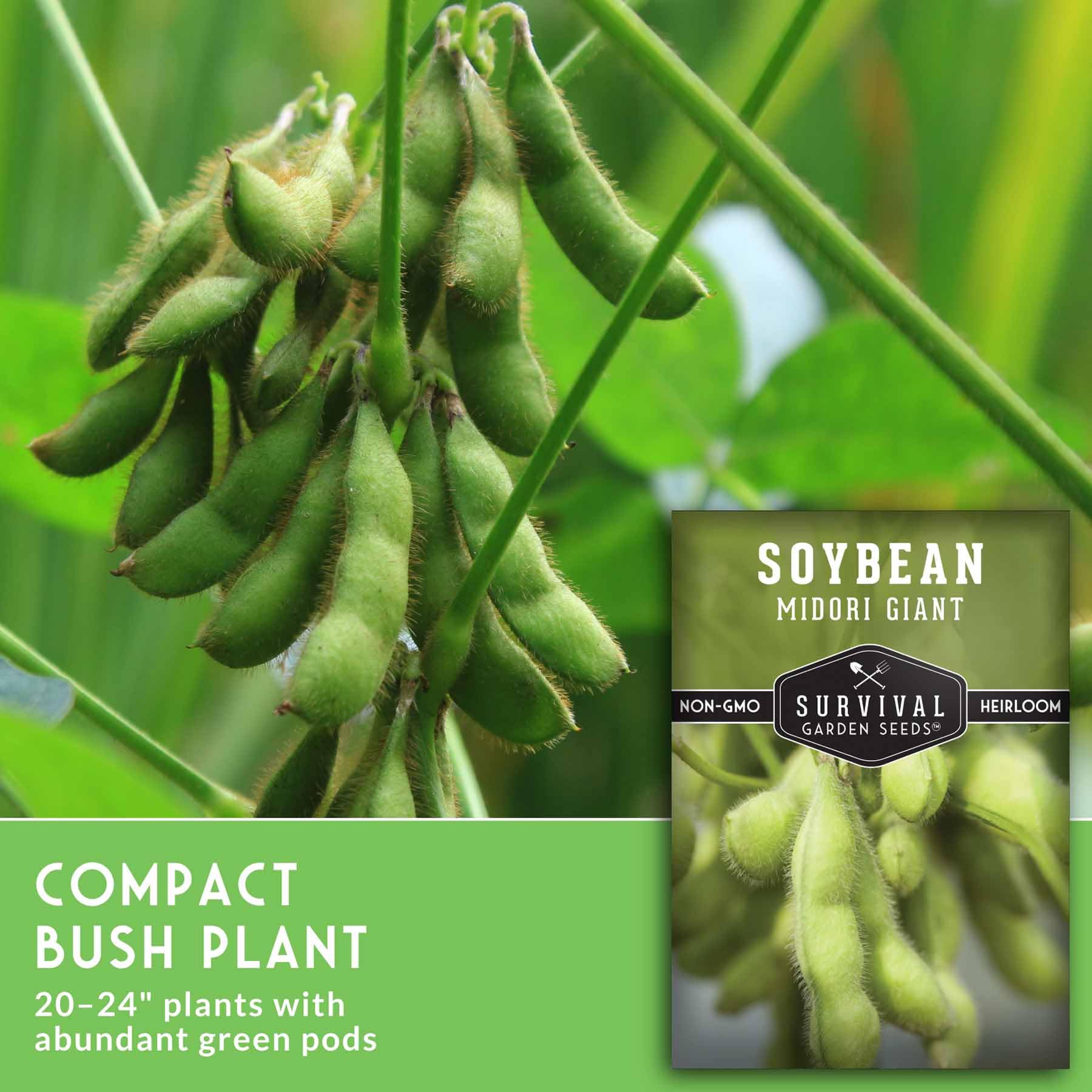 SURVIVAL GARDEN SEEDS planta Midori Giant en maceta compacta y productiva