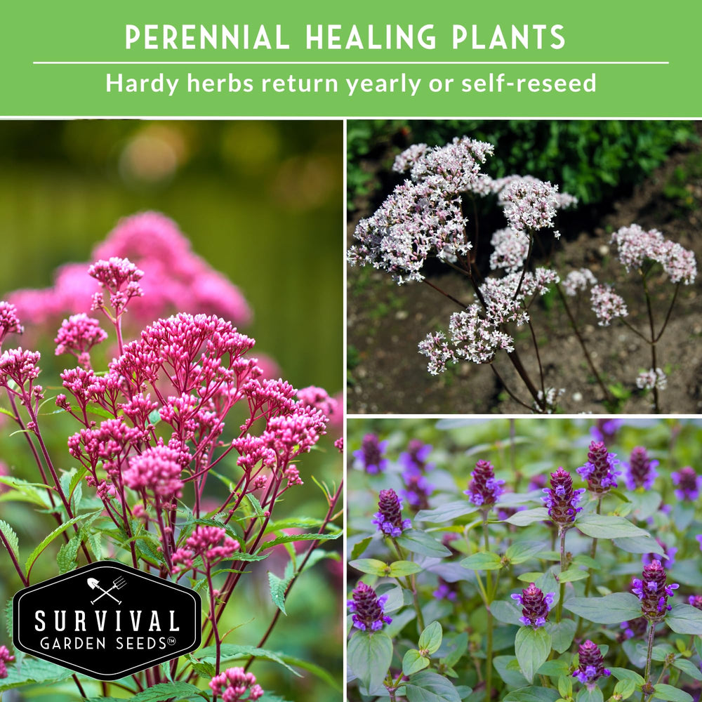 SURVIVAL GARDEN SEEDS hojas de plantain en primer plano para cosechas fáciles