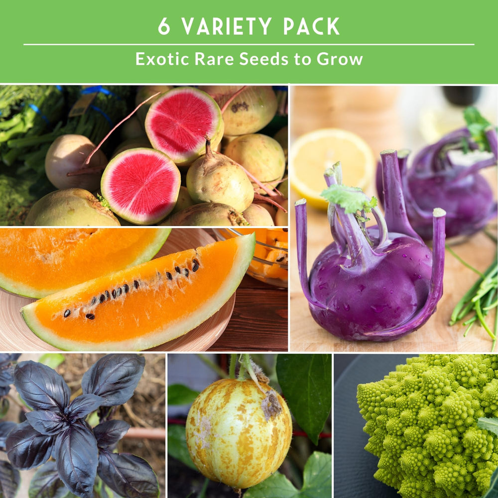SURVIVAL GARDEN SEEDS kohlrabi violeta bulbo crujiente listo para cosecha