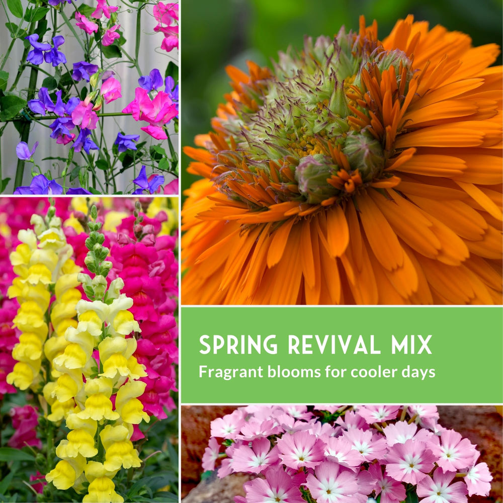 Survival Garden Seeds sweet pea trepando enrejado con aroma atractivo