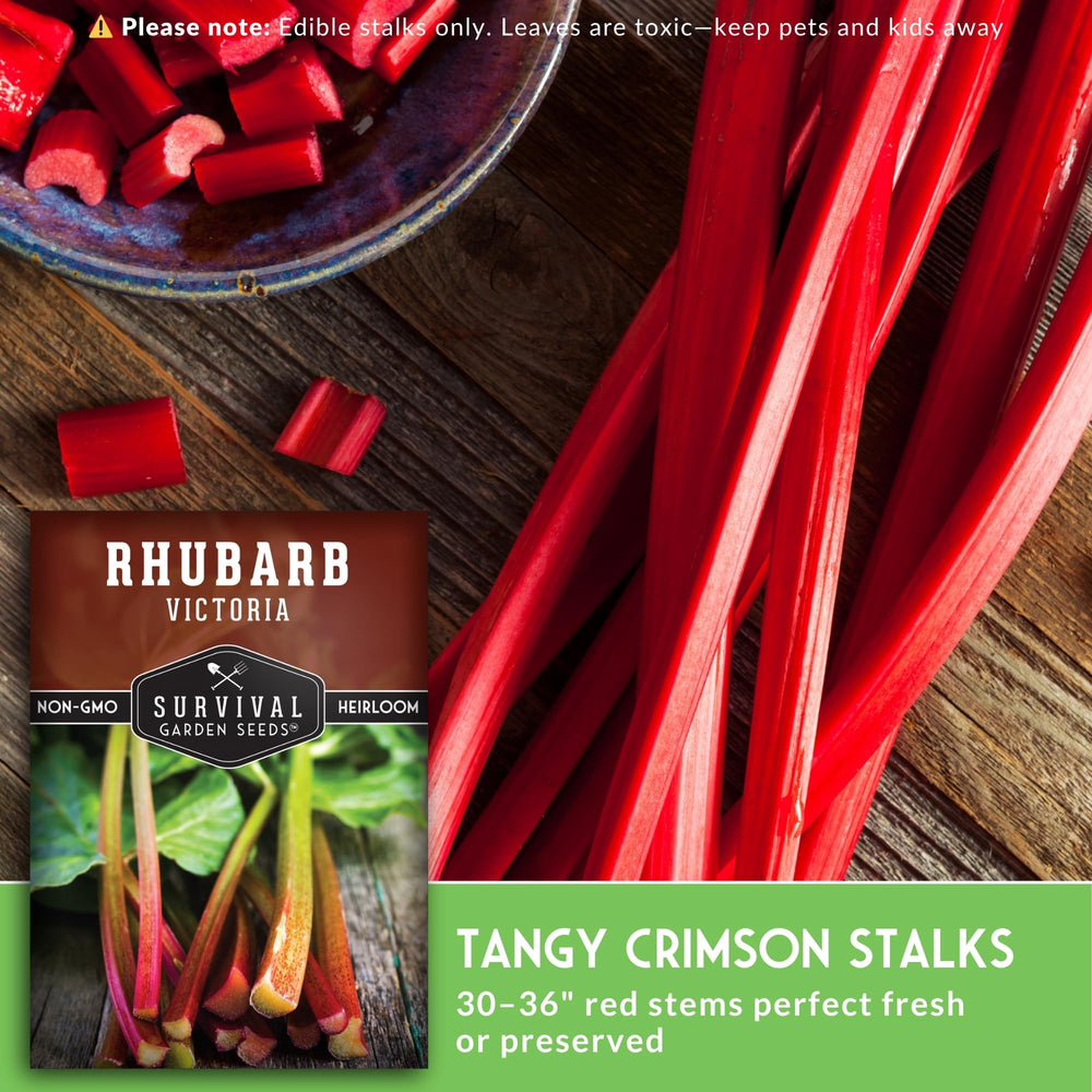 SURVIVAL GARDEN SEEDS planta de ruibarbo Victoria establecida en jardín