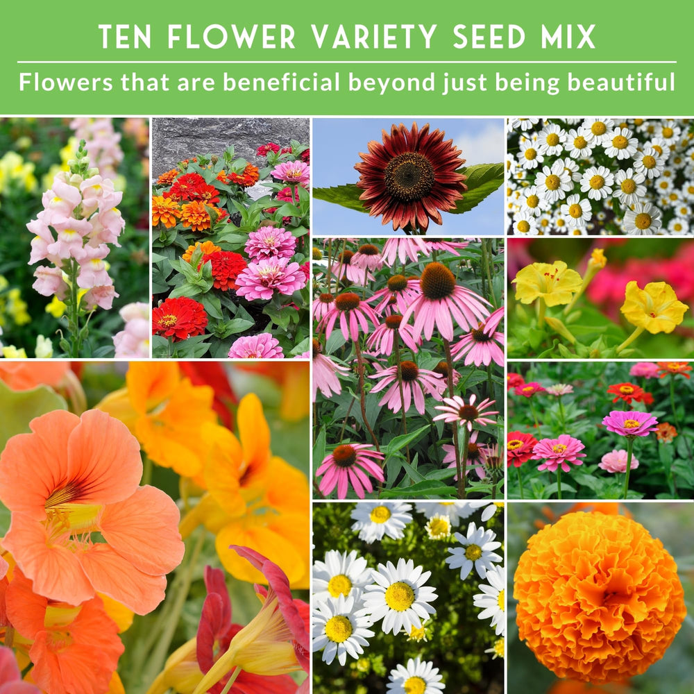 Survival Garden Seeds zinnia gigante primer plano con pétalos vibrantes