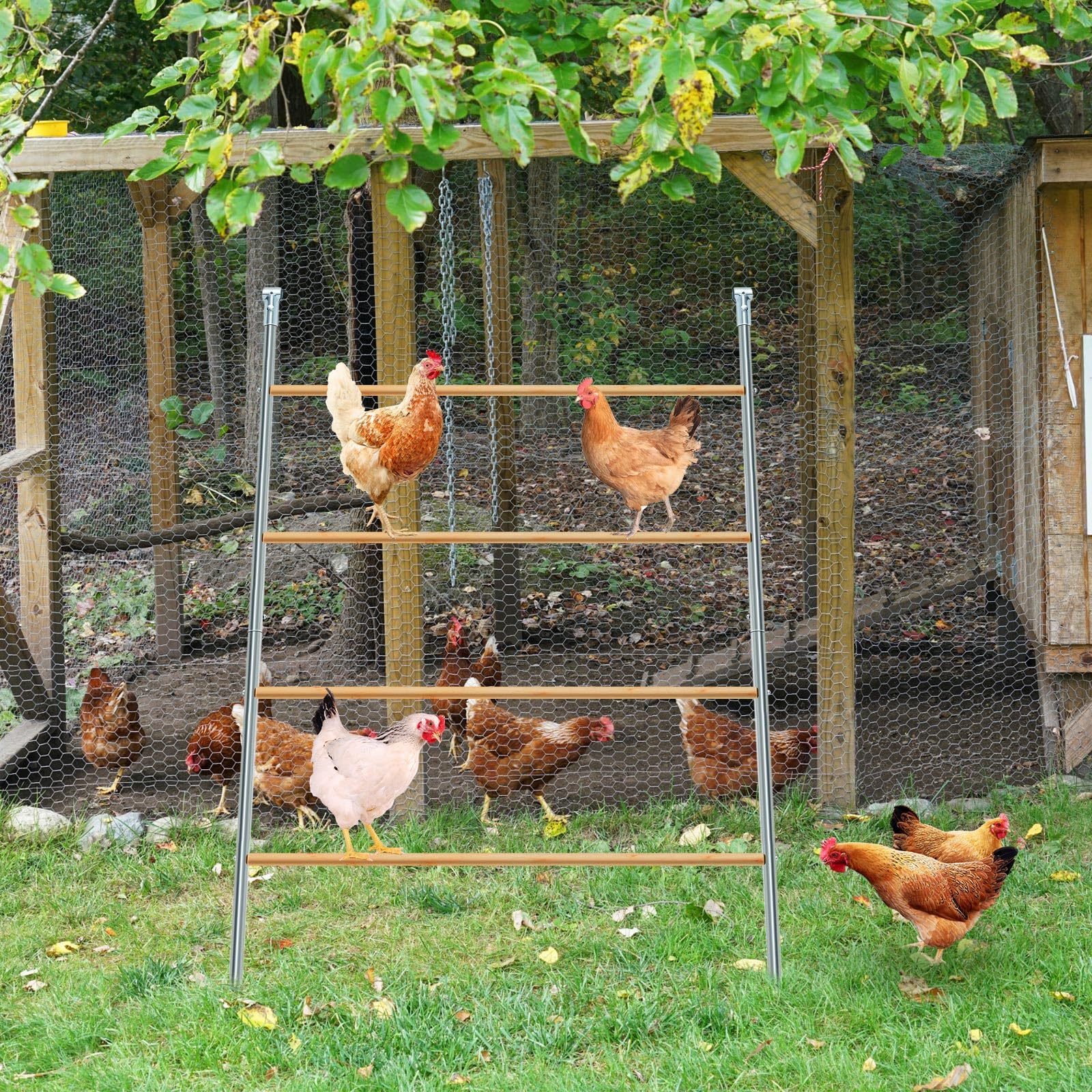 Wenqik gallinas posadas en varios niveles que fomentan su comportamiento natural